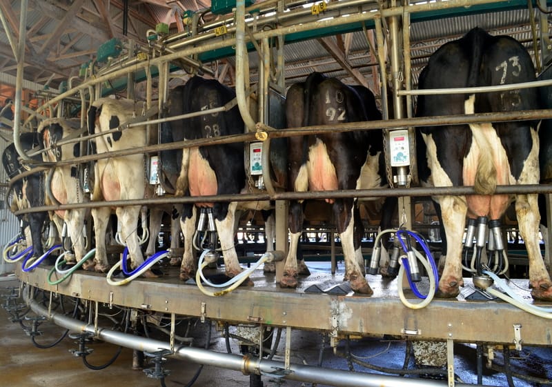 Milking