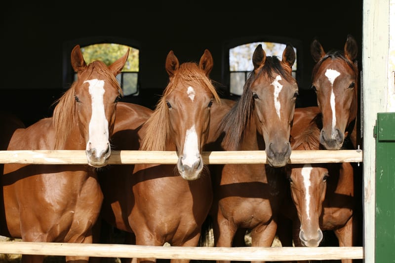 Thoroughbred foals