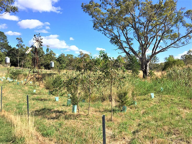 Tree planting
