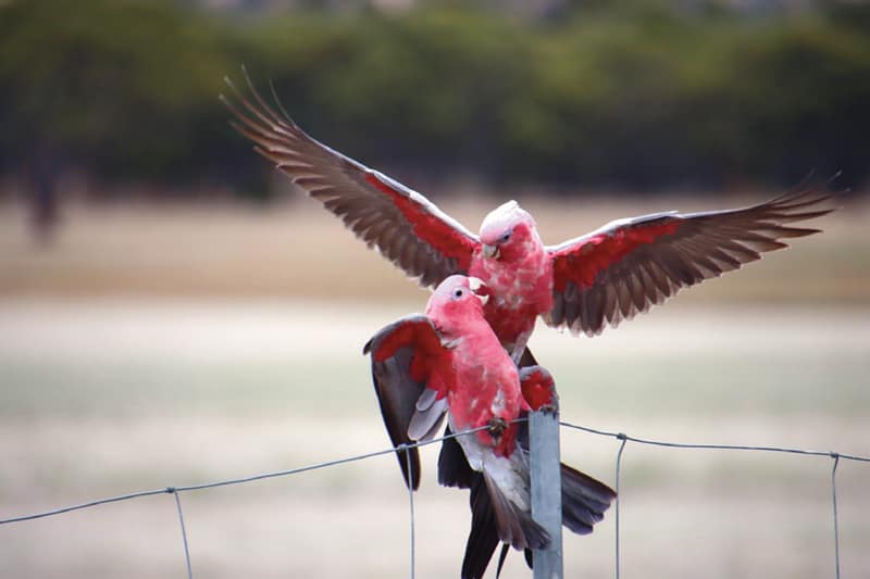 Tambellup, Western Australia. Photo: Debbie Cristinelli