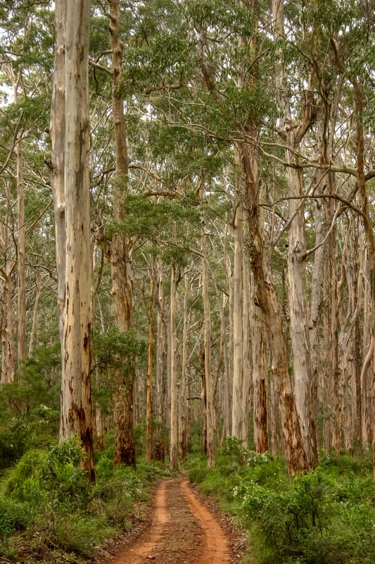 Karri Forest WA