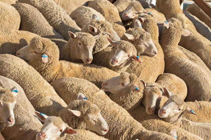 Sheep