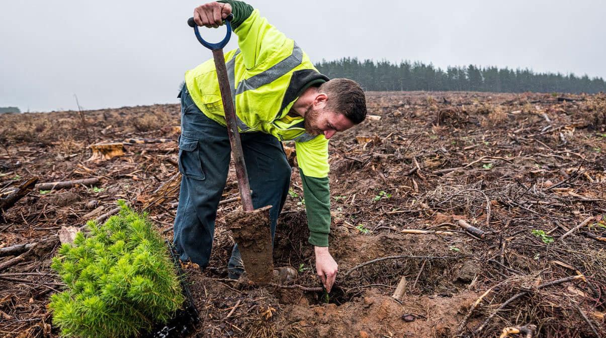 Tree replanting