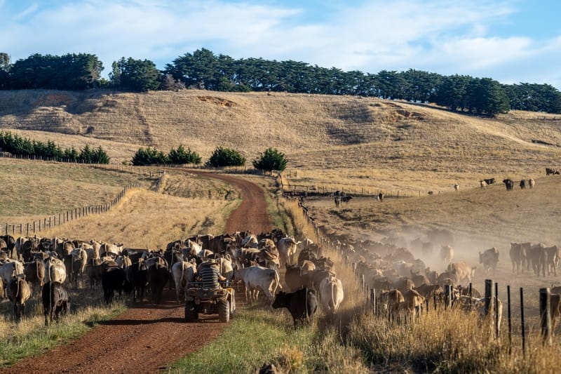 Cattle farm