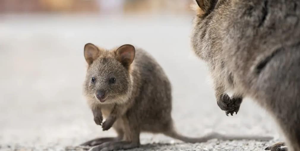 Quokka joey