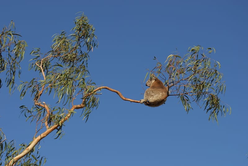 koala