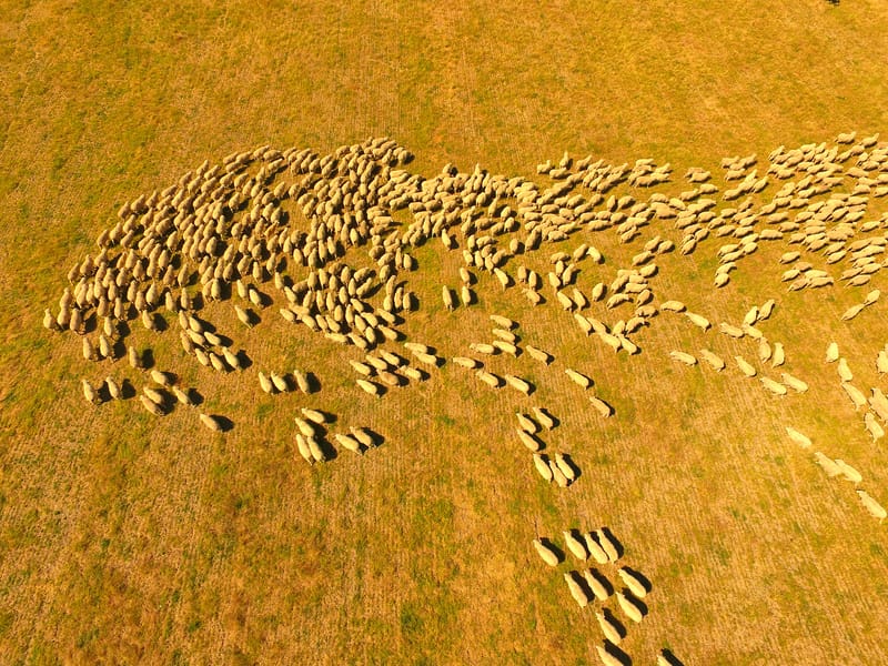 Flock of sheep