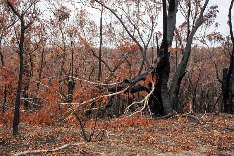 Burnt eucalypts