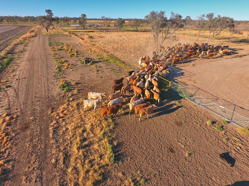 Outback muster