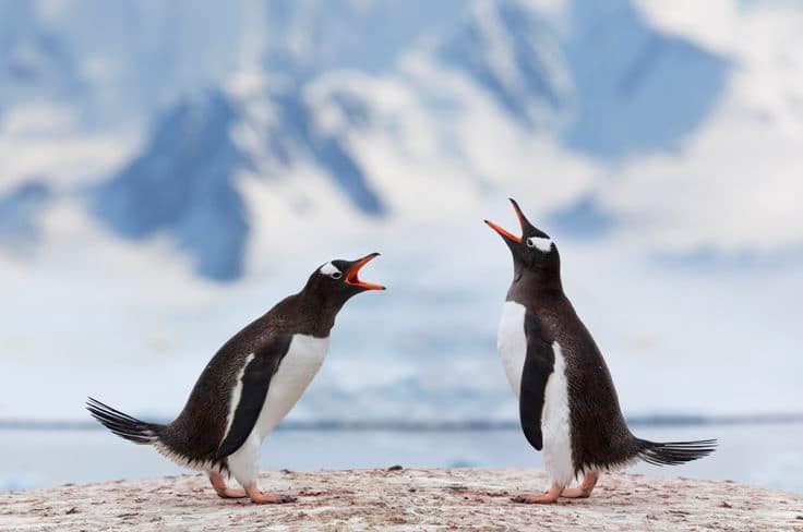 Angry penguins