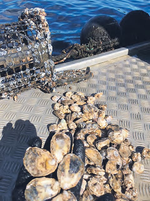 Wilson Inlet oysters in 2023