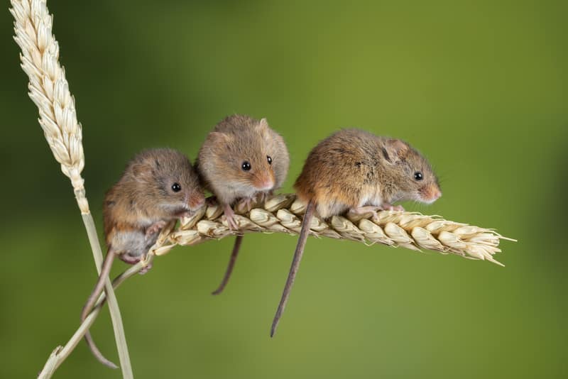 Mice