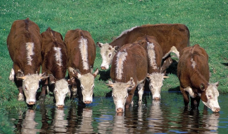 Cattle drinking