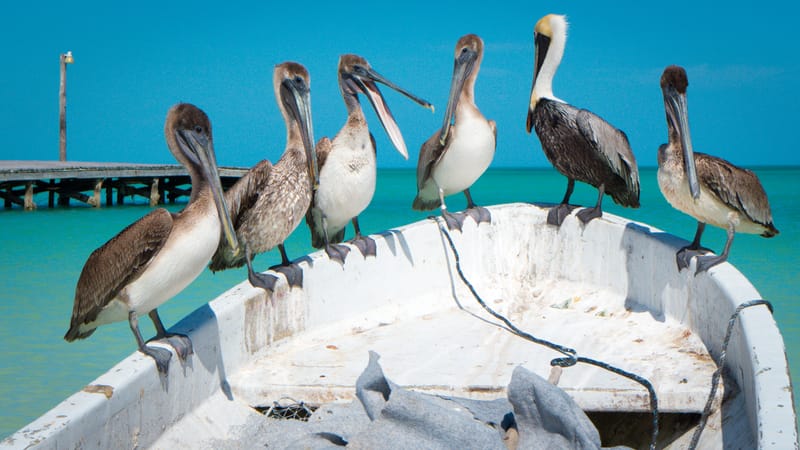 Pelican team