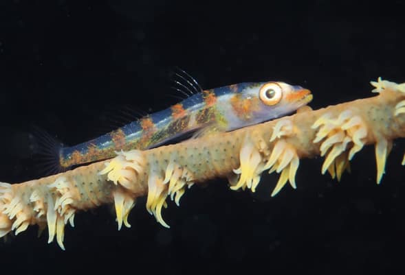 Fish