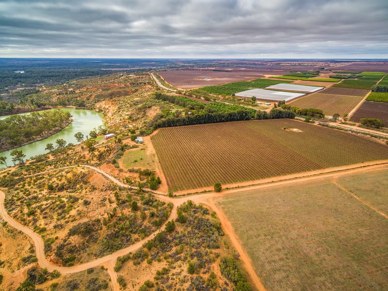 Vineyard near the Murray, SA.
