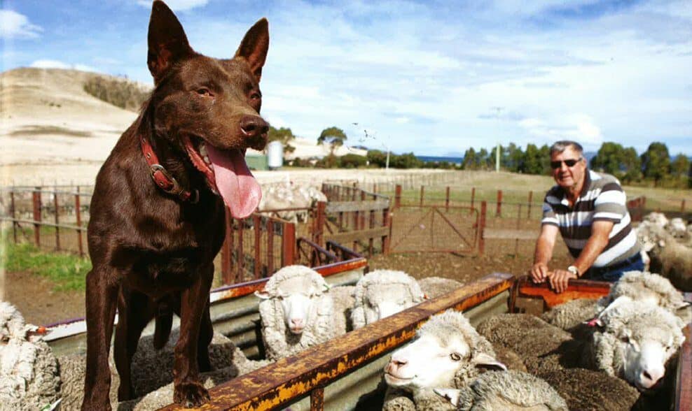 Working dog