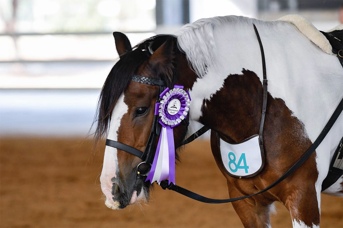 Gypsy cob
