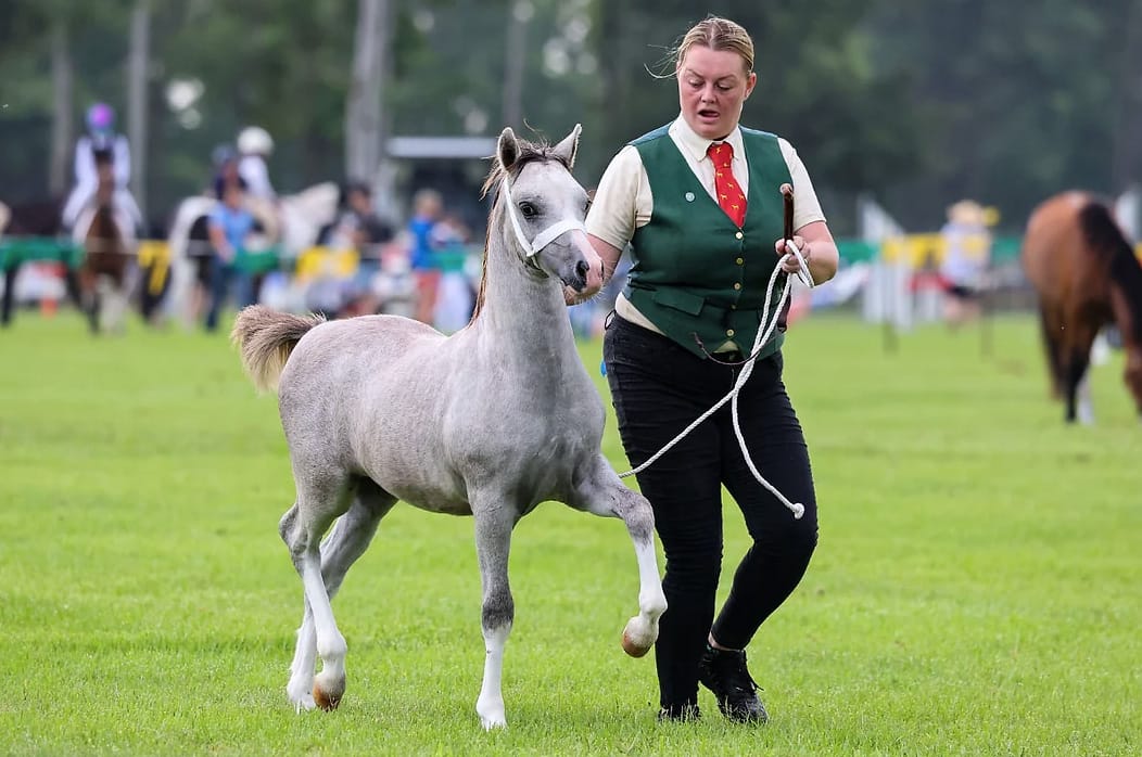 Sally Dalbys Ffynnonuchaf Cymro