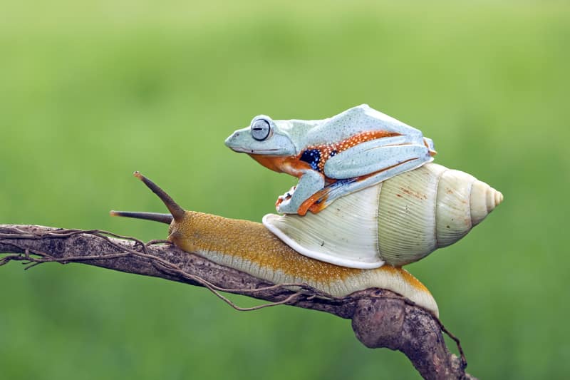 Tree frog sitting on a snail
