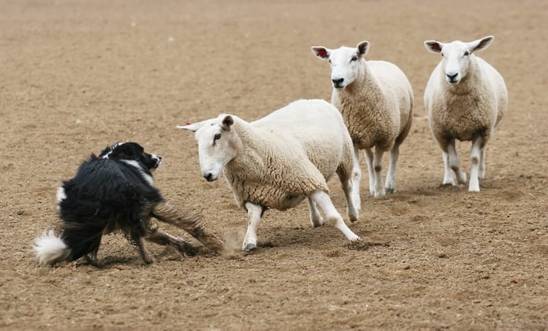 Herding sheep