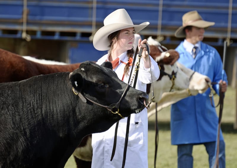 Cattle show