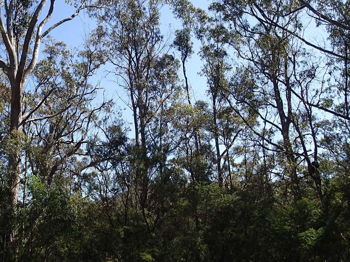 Koala in bush at Eden