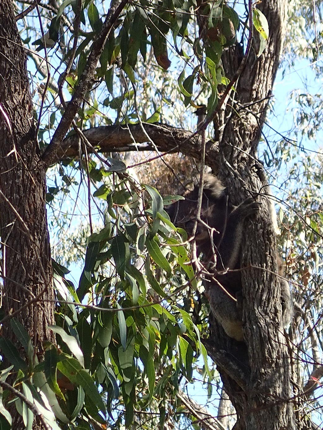 Koala at Eden 2019