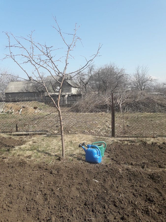 Vegetable garden in Ukraine