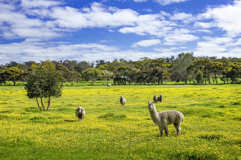Farmland Western Australia