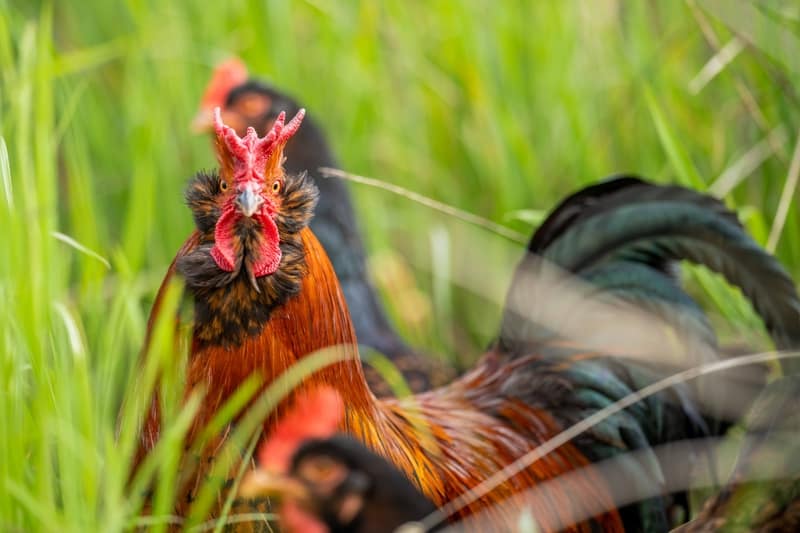 Rooster