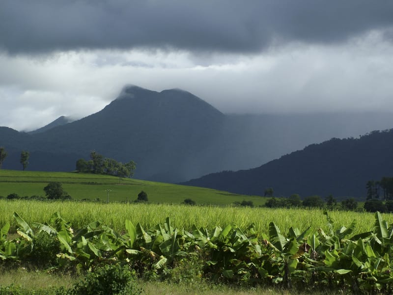 Mossman