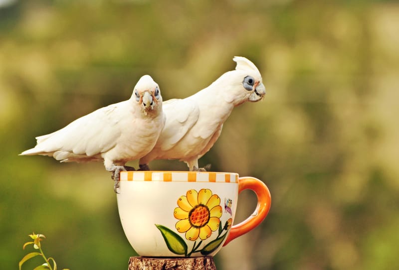 Corellas taking tea