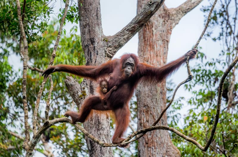 Orangutan