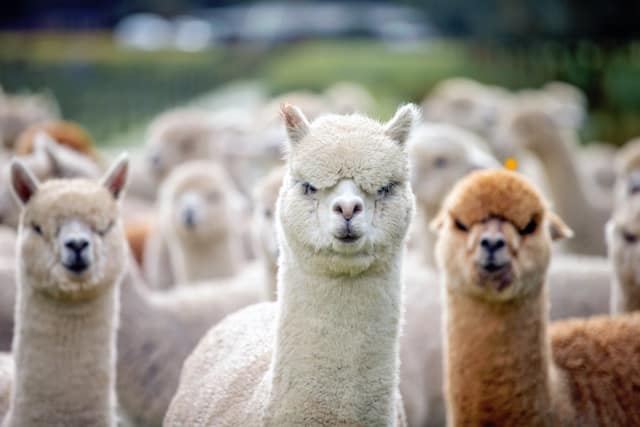Fleur De Lys alpacas