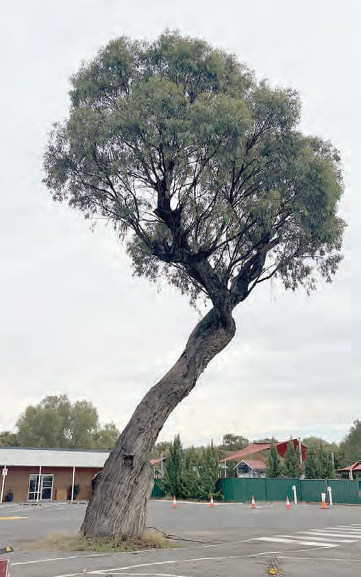 Birchip P 12 tree