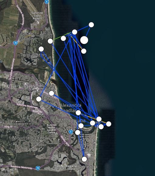 oysterbird movements