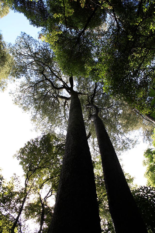 White pine forest