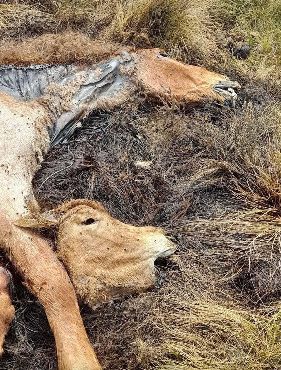 Brumbies left to rot after cull