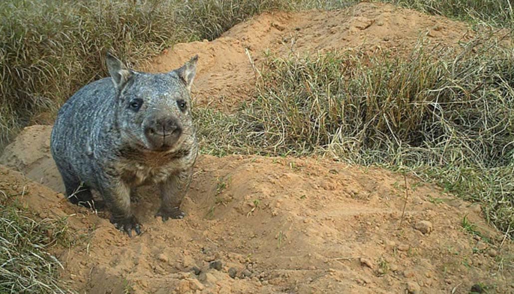 Northern Hairy nosed wombat