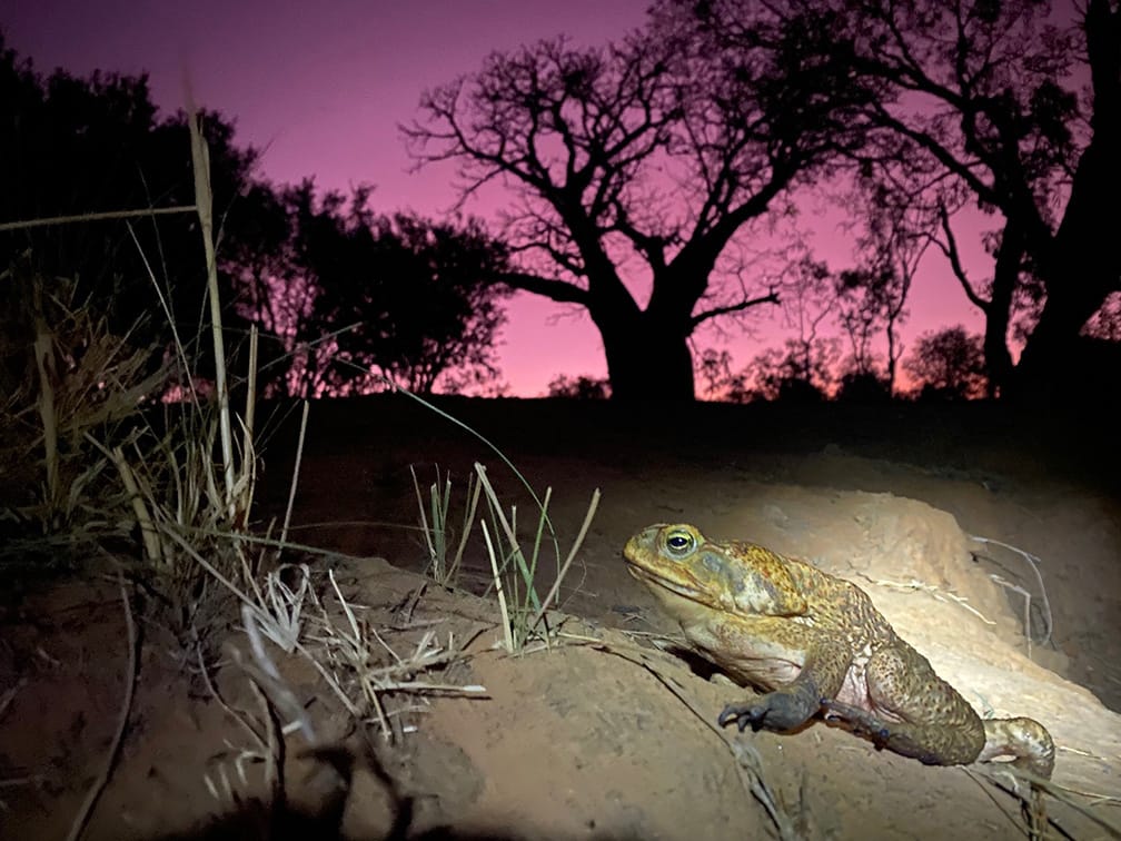 Cane toad on the invasion front