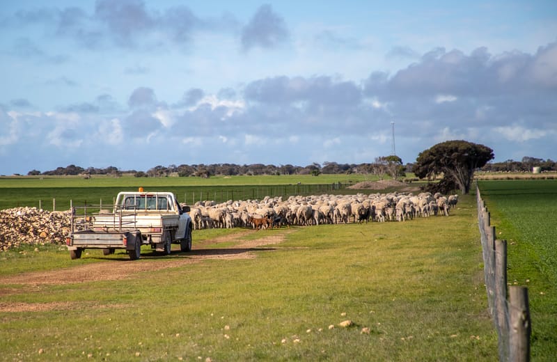 sheep farm