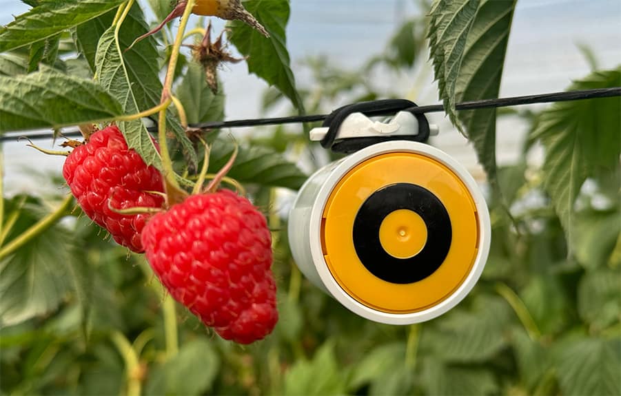 BeeHero PIP 2.0