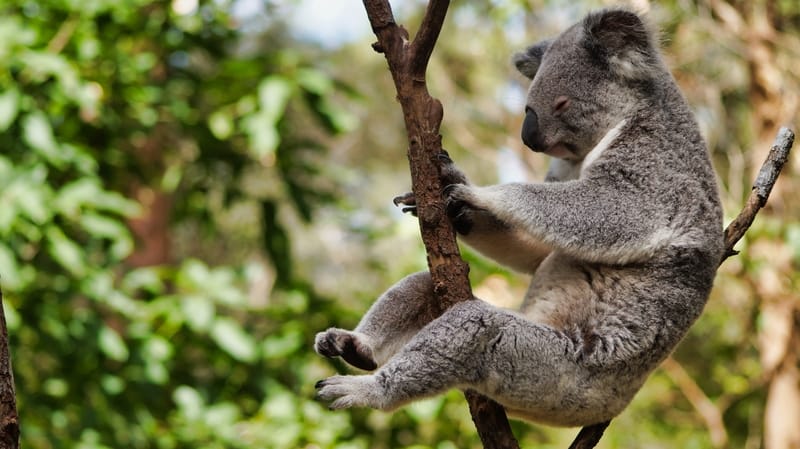 koala