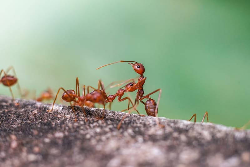 Red Imported Fire Ant