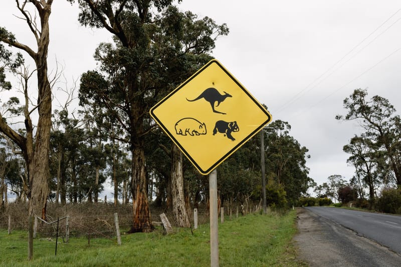 Wildlife road sign
