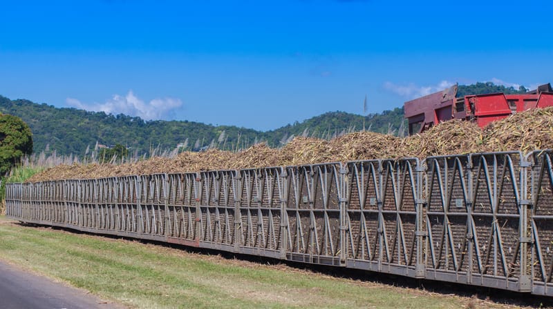 Cane train