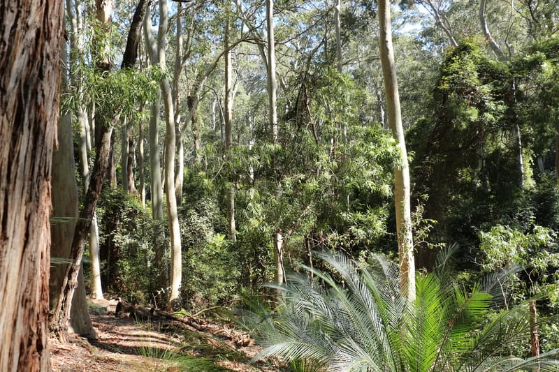 Temperate rainforest