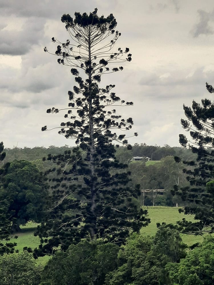 Hoop Pine veteran specimen tree