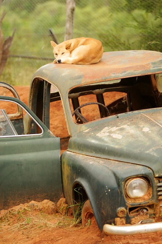 Dingo on car